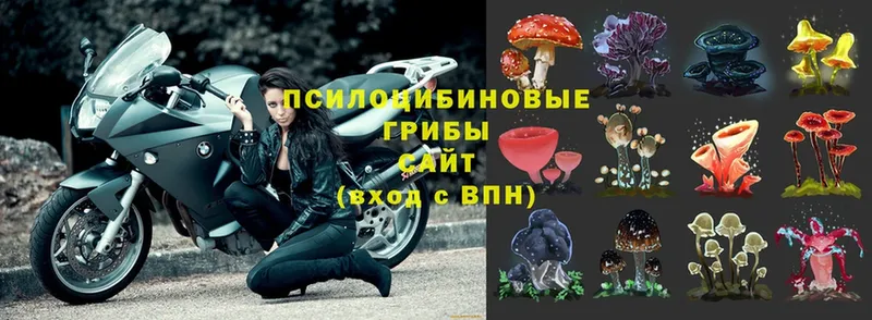 Галлюциногенные грибы Magic Shrooms Новокубанск